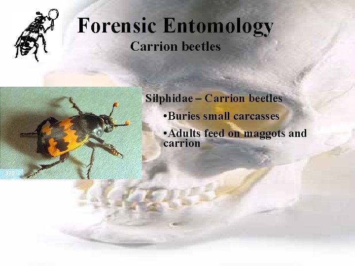 Forensic Entomology Carrion beetles Silphidae – Carrion beetles • Buries small carcasses • Adults