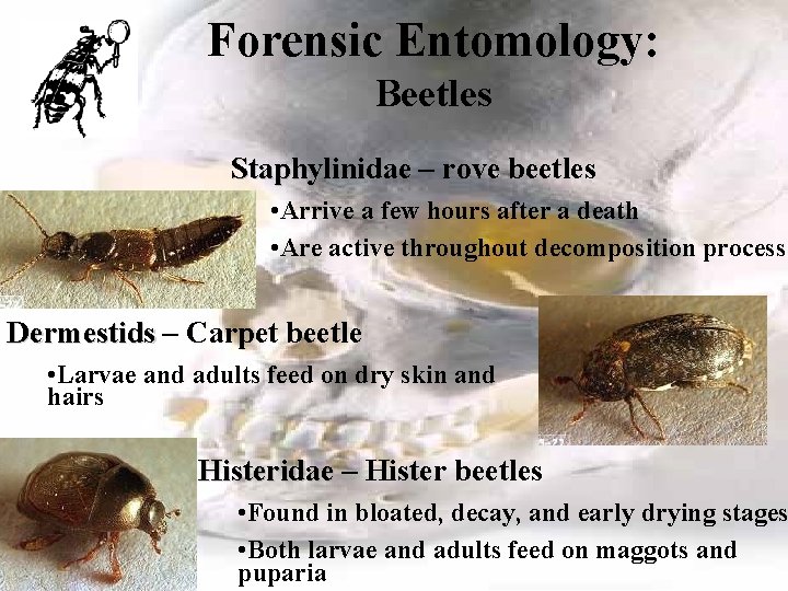 Forensic Entomology: Beetles Staphylinidae – rove beetles • Arrive a few hours after a