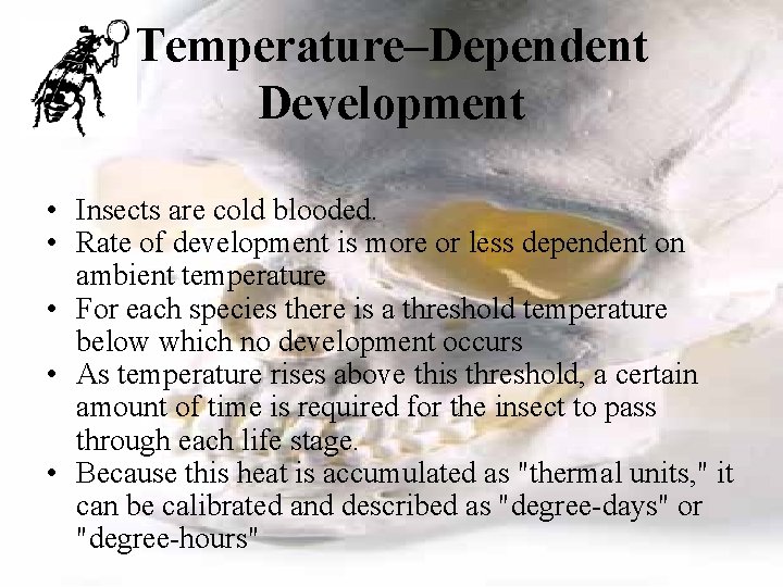 Temperature–Dependent Development • Insects are cold blooded. • Rate of development is more or