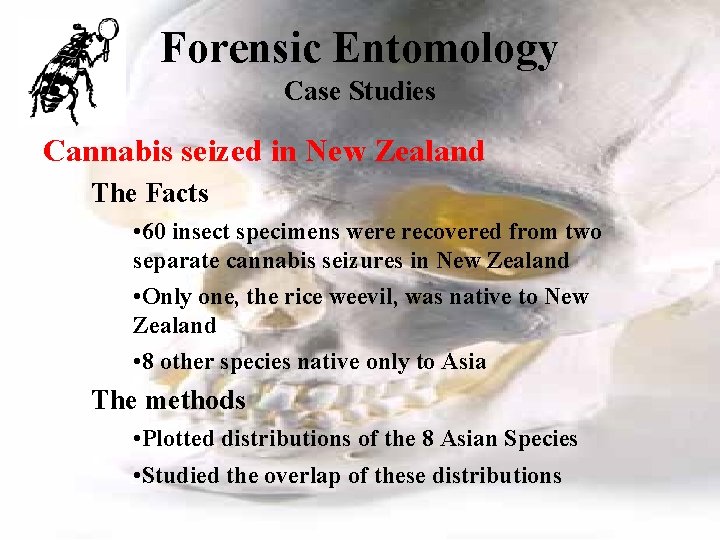 Forensic Entomology Case Studies Cannabis seized in New Zealand The Facts • 60 insect