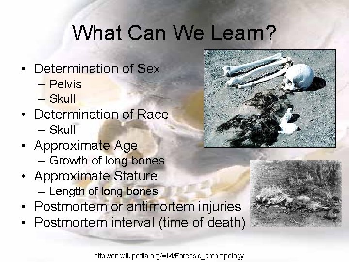 What Can We Learn? • Determination of Sex – Pelvis – Skull • Determination