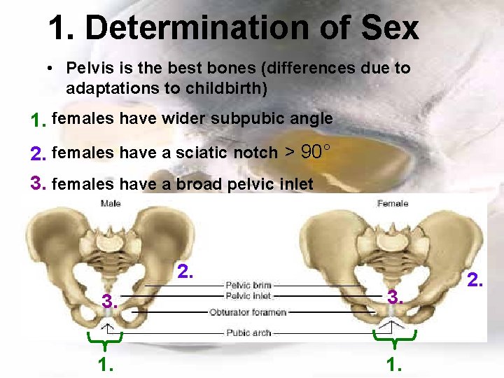 1. Determination of Sex • Pelvis is the best bones (differences due to adaptations