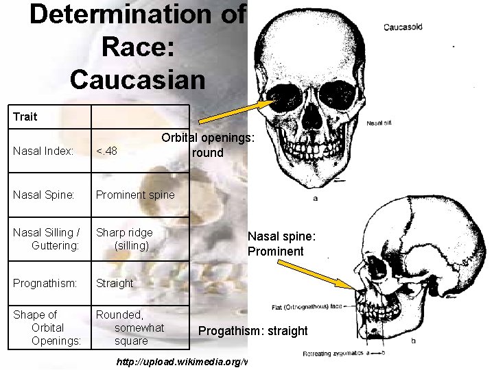 Determination of Race: Caucasian Trait Orbital openings: round Nasal Index: <. 48 Nasal Spine: