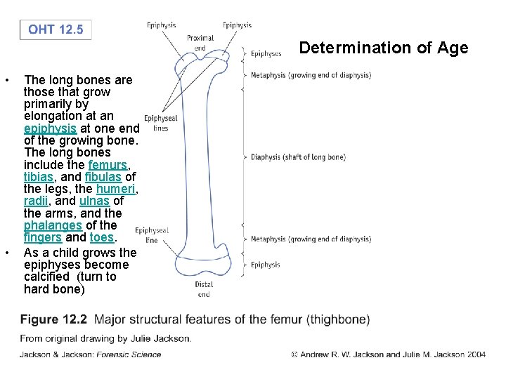 Determination of Age • • The long bones are those that grow primarily by