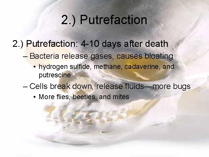 2. ) Putrefaction: 4 -10 days after death – Bacteria release gases, causes bloating