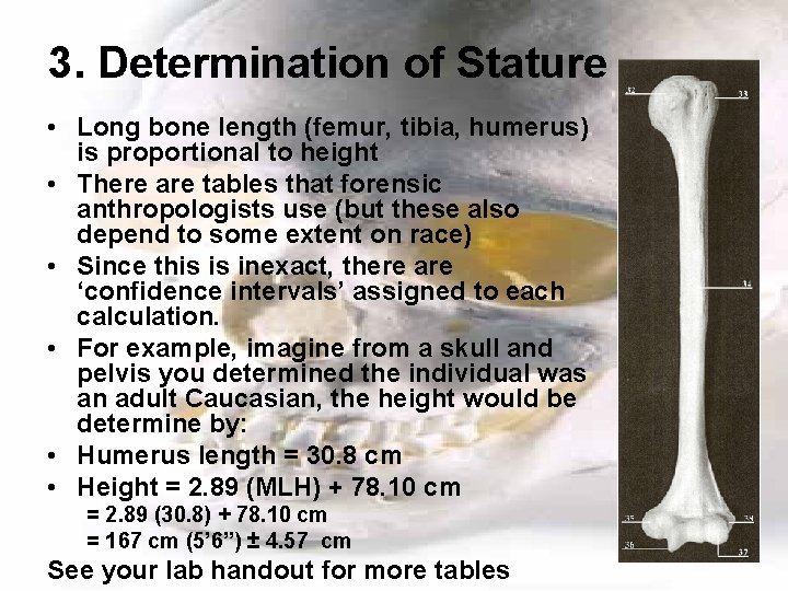 3. Determination of Stature • Long bone length (femur, tibia, humerus) is proportional to