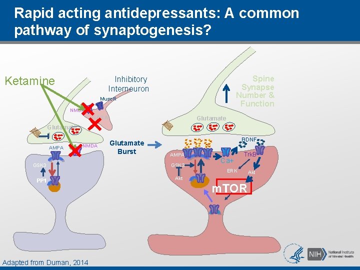 Rapid acting antidepressants: A common pathway of synaptogenesis? Ketamine Spine Synapse Number & Function Rapid acting antidepressants: A common pathway of synaptogenesis? Ketamine Spine Synapse Number & Function