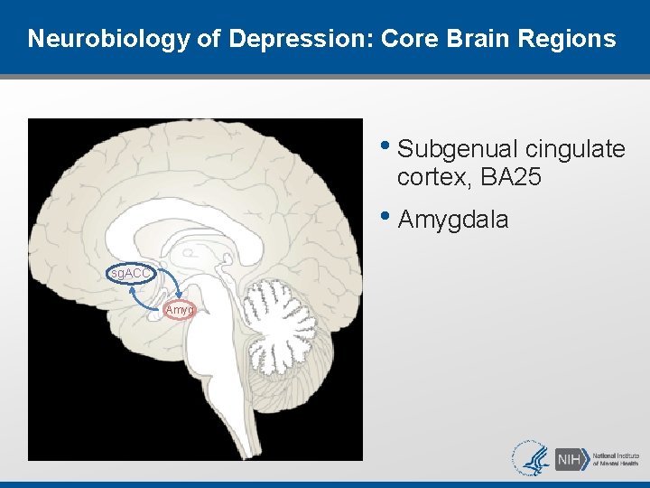 Neurobiology of Depression: Core Brain Regions • Subgenual cingulate cortex, BA 25 • Amygdala Neurobiology of Depression: Core Brain Regions • Subgenual cingulate cortex, BA 25 • Amygdala