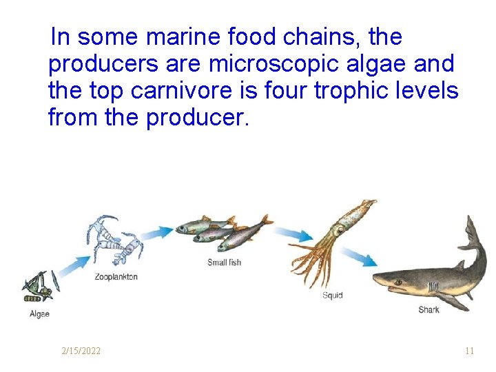 In some marine food chains, the producers are microscopic algae and the top carnivore