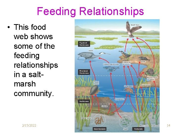Feeding Relationships • This food web shows some of the feeding relationships in a