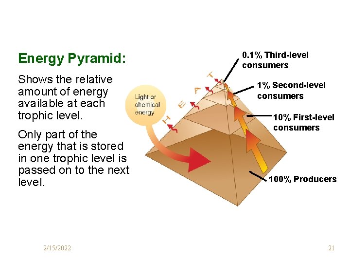 Energy Pyramid: Shows the relative amount of energy available at each trophic level. Only