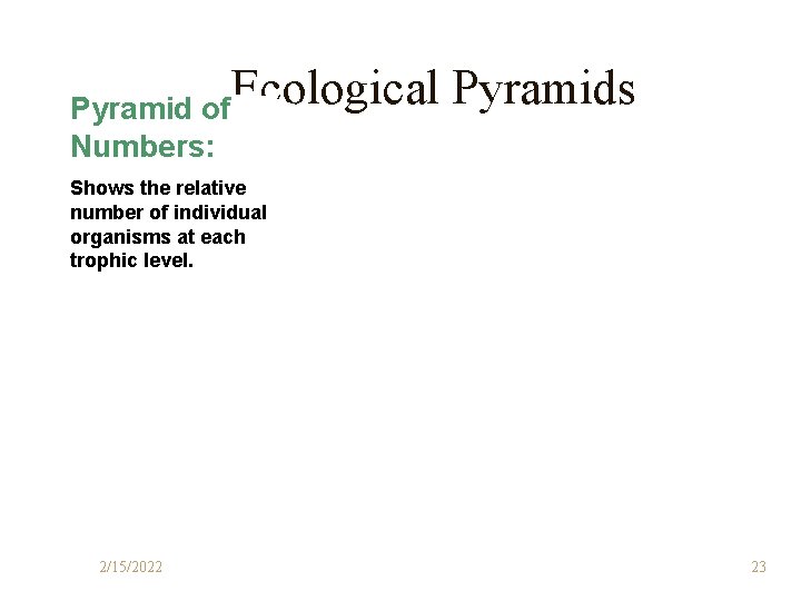 Ecological Pyramids Pyramid of Numbers: Shows the relative number of individual organisms at each