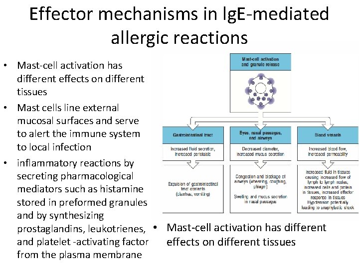 Effector mechanisms in lg. E-mediated allergic reactions • Mast-cell activation has different effects on