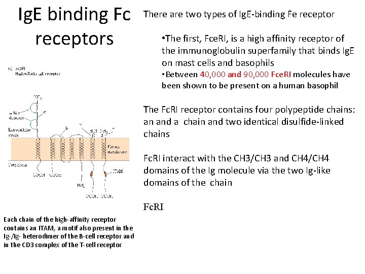 Ig. E binding Fc receptors There are two types of Ig. E-binding Fe receptor