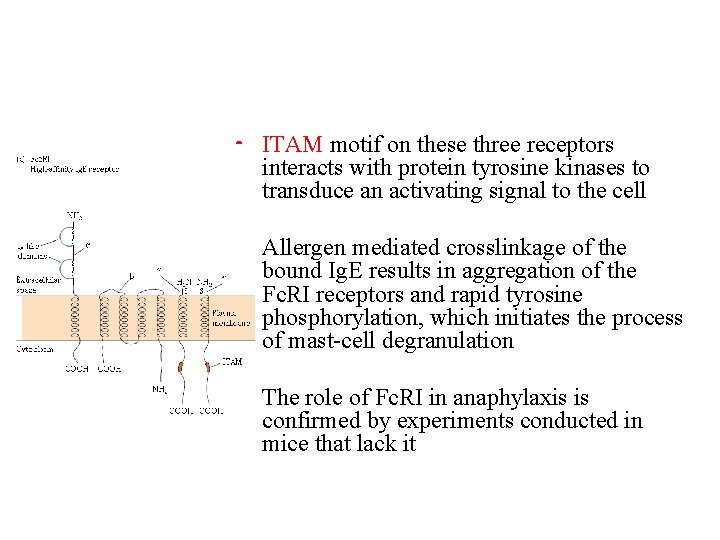  • ITAM motif on these three receptors interacts with protein tyrosine kinases to