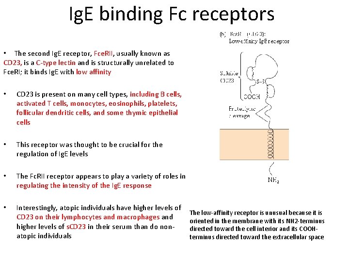 Ig. E binding Fc receptors • The second Ig. E receptor, Fce. RII, usually