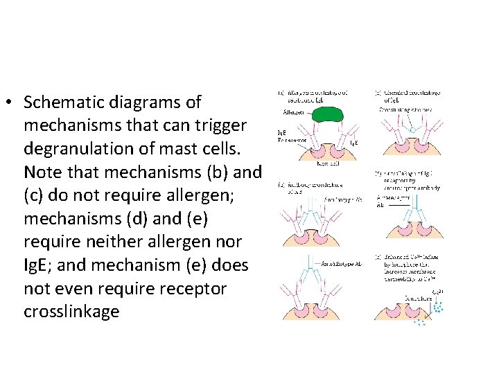  • Schematic diagrams of mechanisms that can trigger degranulation of mast cells. Note