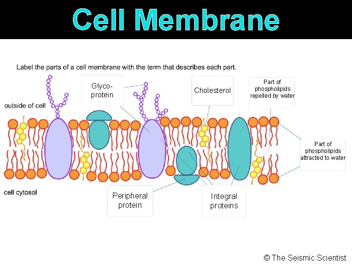 Animal Plant Cell Review The Seismic Scientist 5