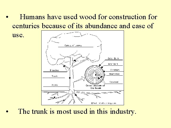  • • Humans have used wood for construction for centuries because of its