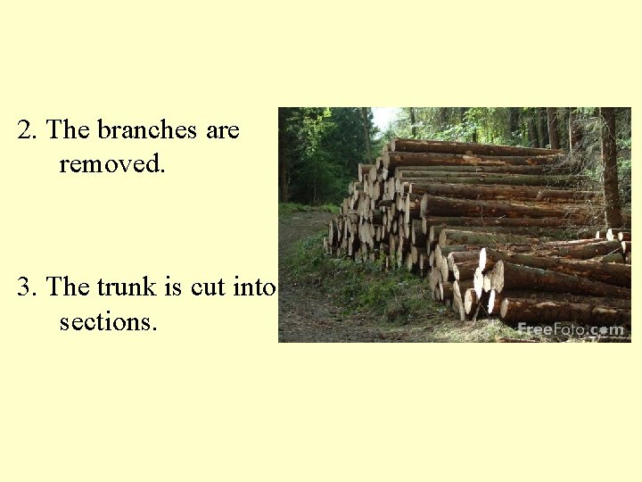 2. The branches are removed. 3. The trunk is cut into sections. 