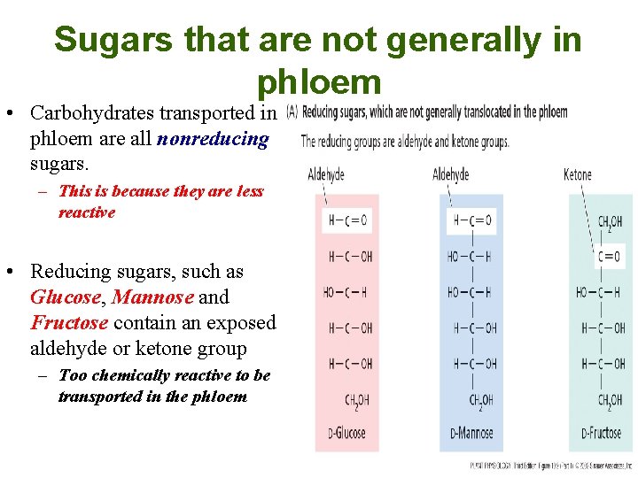 Sugars that are not generally in phloem • Carbohydrates transported in phloem are all