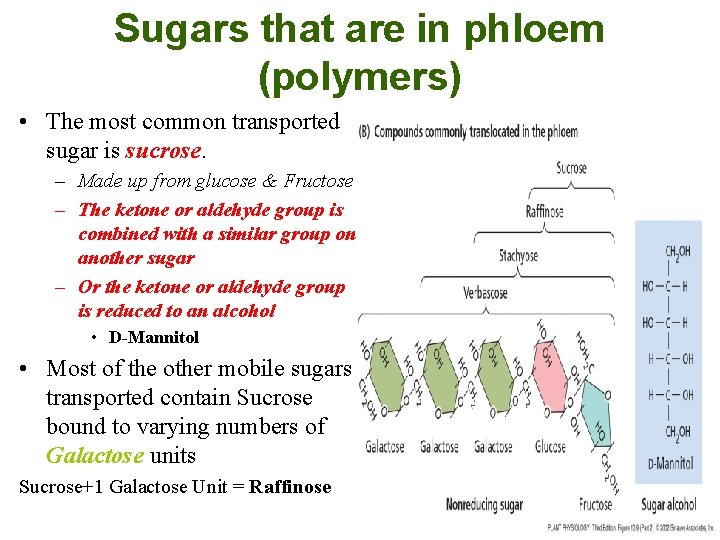 Sugars that are in phloem (polymers) • The most common transported sugar is sucrose.