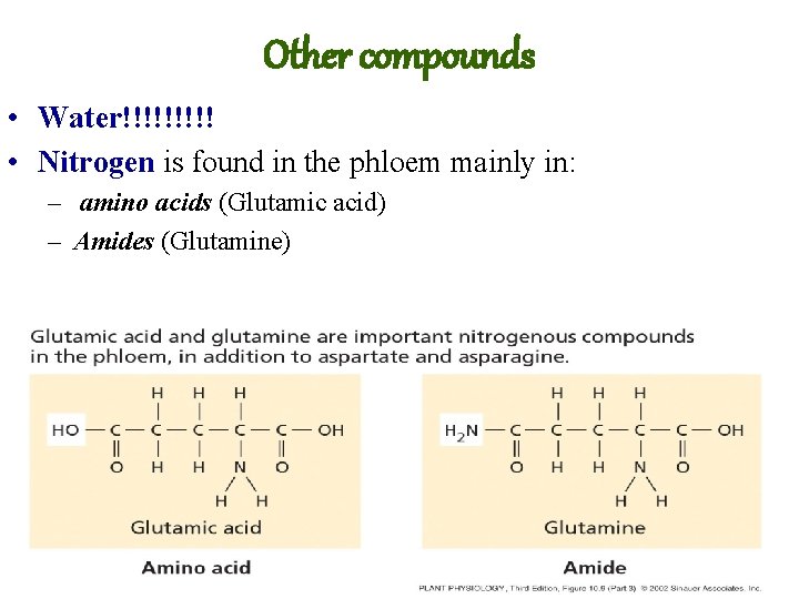 Other compounds • Water!!!!! • Nitrogen is found in the phloem mainly in: –