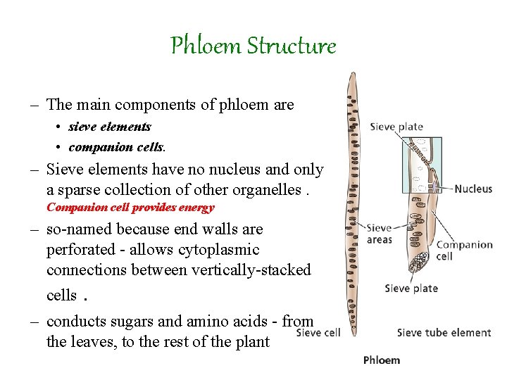 Phloem Structure – The main components of phloem are • sieve elements • companion