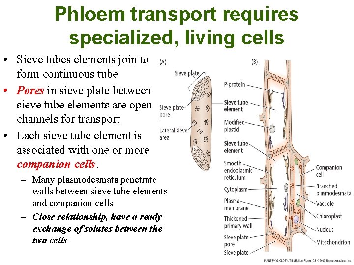 Phloem transport requires specialized, living cells • Sieve tubes elements join to form continuous