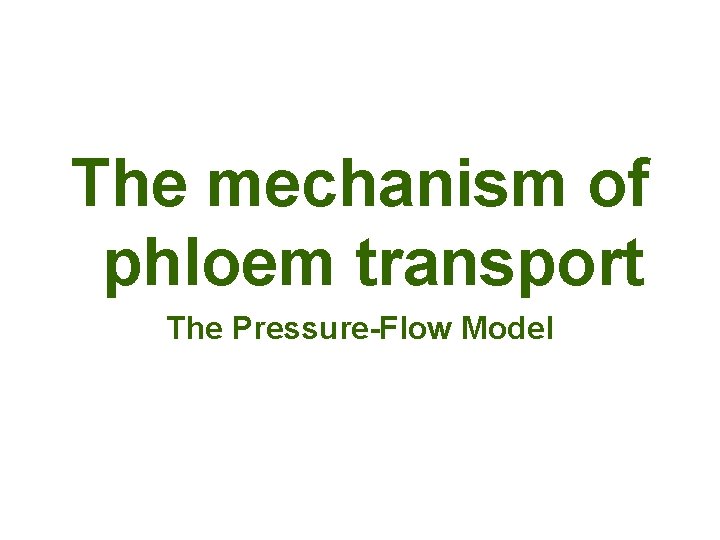 The mechanism of phloem transport The Pressure-Flow Model 