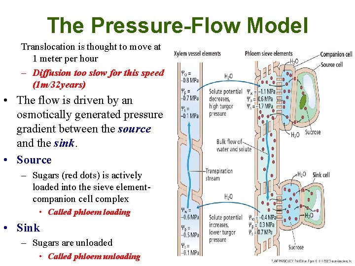 The Pressure-Flow Model Translocation is thought to move at 1 meter per hour –