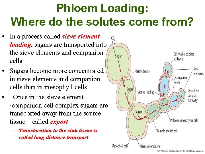 Phloem Loading: Where do the solutes come from? • In a process called sieve