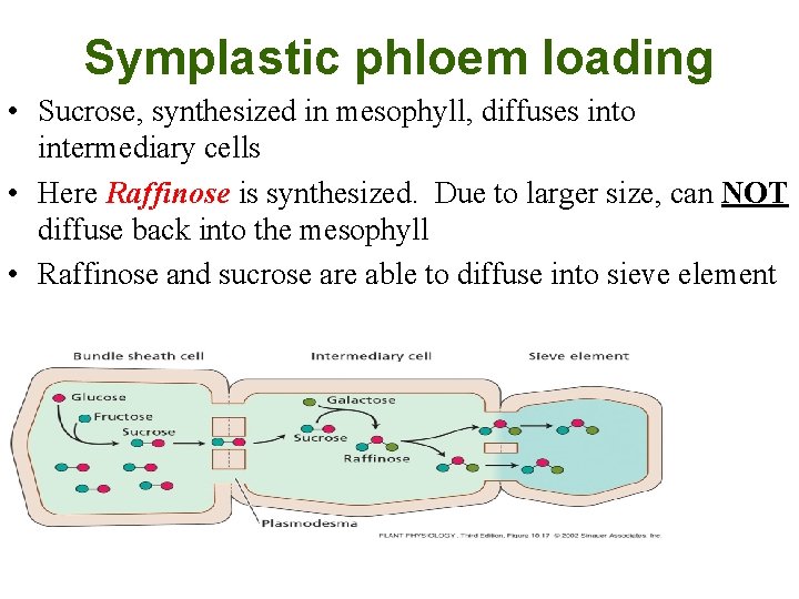 Symplastic phloem loading • Sucrose, synthesized in mesophyll, diffuses into intermediary cells • Here
