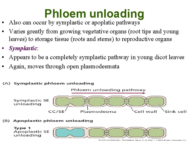 Phloem unloading • Also can occur by symplastic or apoplatic pathways • Varies greatly