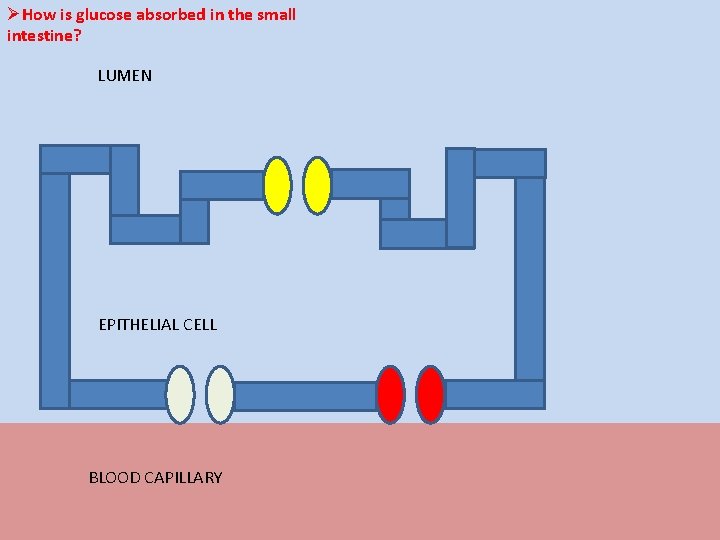 ØHow is glucose absorbed in the small intestine? LUMEN EPITHELIAL CELL BLOOD CAPILLARY 