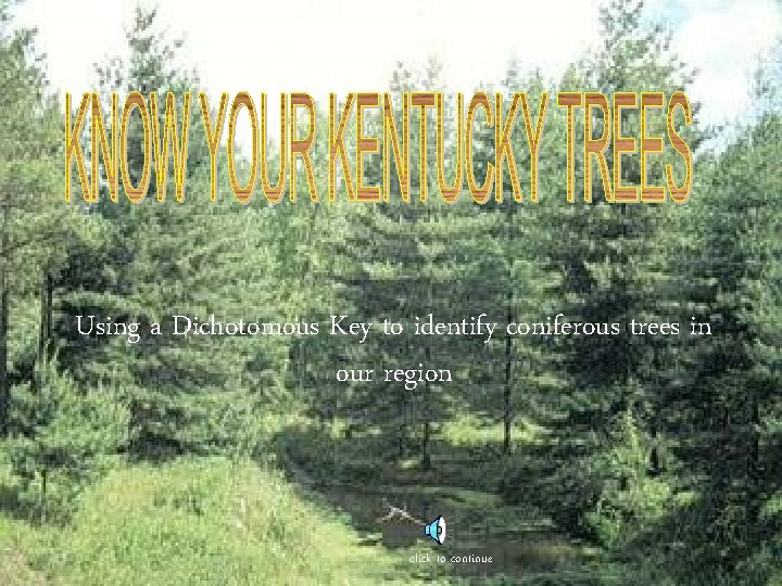 Using a Dichotomous Key to identify coniferous trees in our region click to continue