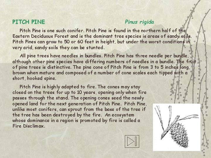 PITCH PINE Pinus rigida Pitch Pine is one such conifer. Pitch Pine is found