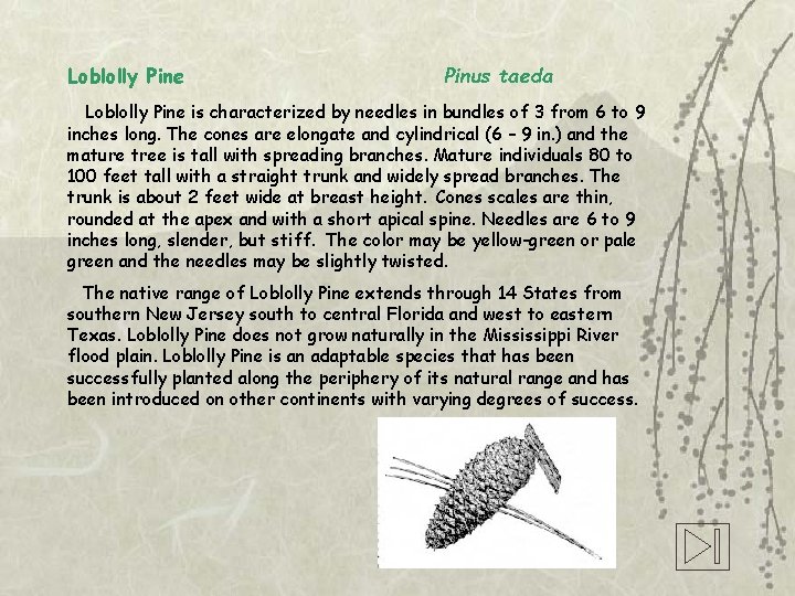 Loblolly Pine Pinus taeda Loblolly Pine is characterized by needles in bundles of 3