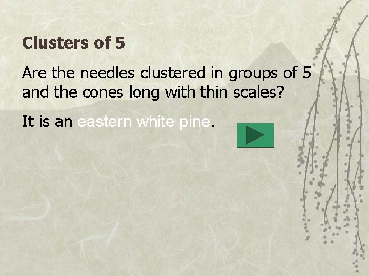 Clusters of 5 Are the needles clustered in groups of 5 and the cones