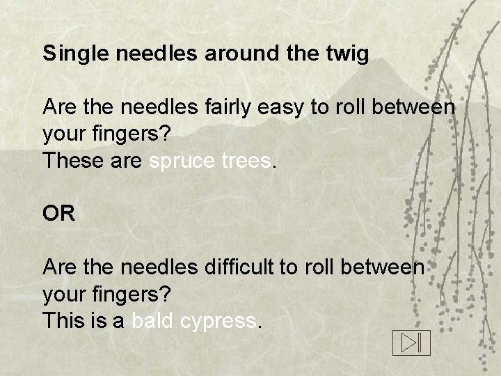 Single needles around the twig Are the needles fairly easy to roll between your