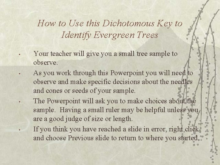 How to Use this Dichotomous Key to Identify Evergreen Trees • • Your teacher