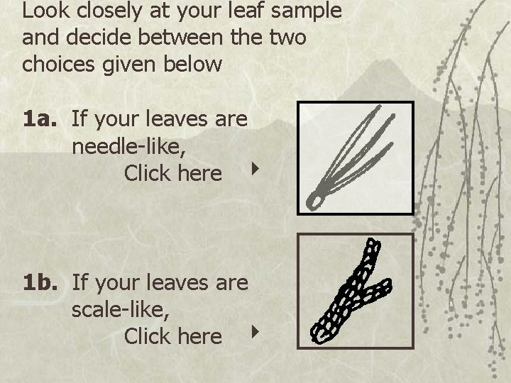 Look closely at your leaf sample and decide between the two choices given below