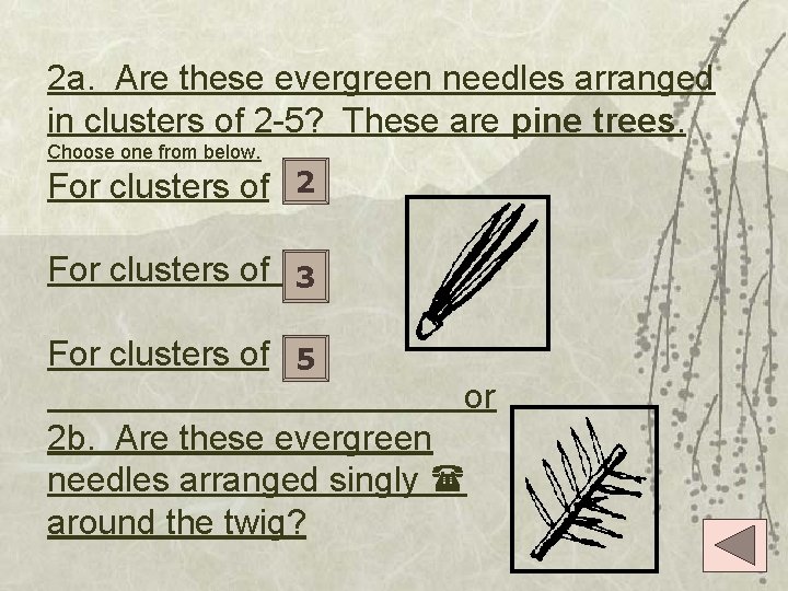 2 a. Are these evergreen needles arranged in clusters of 2 -5? These are