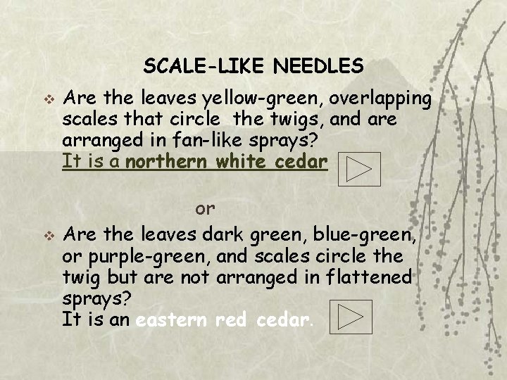 SCALE-LIKE NEEDLES v v Are the leaves yellow-green, overlapping scales that circle the twigs,