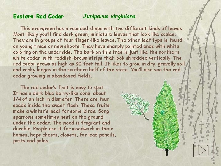 Eastern Red Cedar Juniperus virginiana This evergreen has a rounded shape with two different