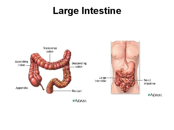 Large Intestine 