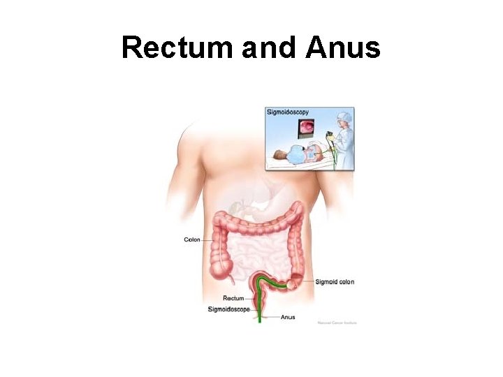Rectum and Anus 