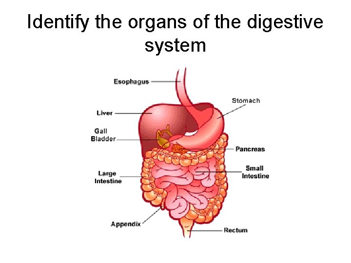 Identify the organs of the digestive system 