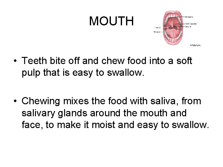 MOUTH • Teeth bite off and chew food into a soft pulp that is