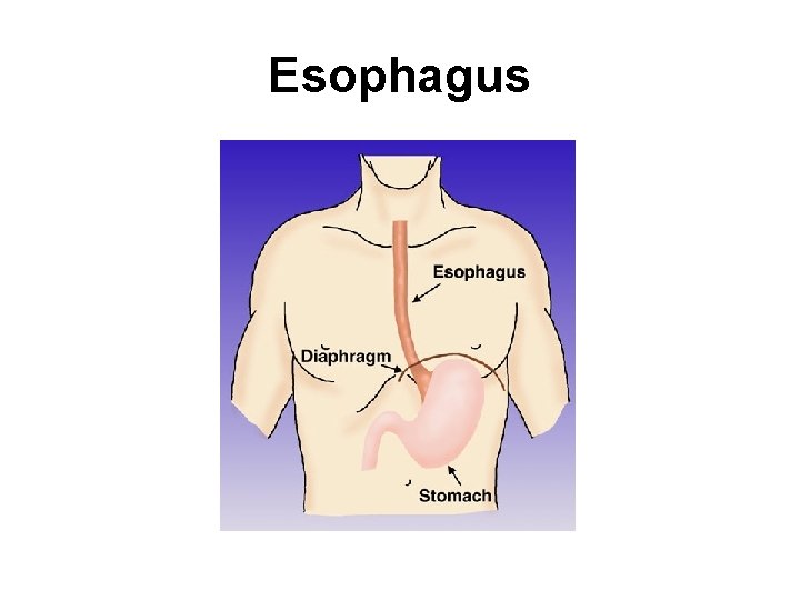 Esophagus 